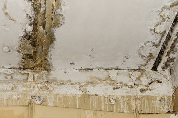 Best Dehumidification Services  in South Woodstock, CT