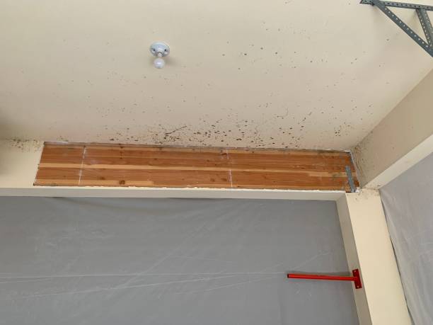 Best Mold Remediation for Healthcare Facilities  in South Woodstock, CT