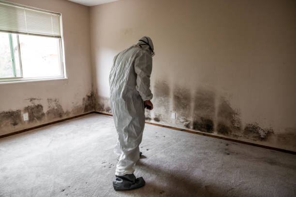Best Industrial Mold Remediation  in South Woodstock, CT